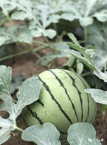 网红大瓜在哪找,揭秘热门事件背后的秘密聚集地